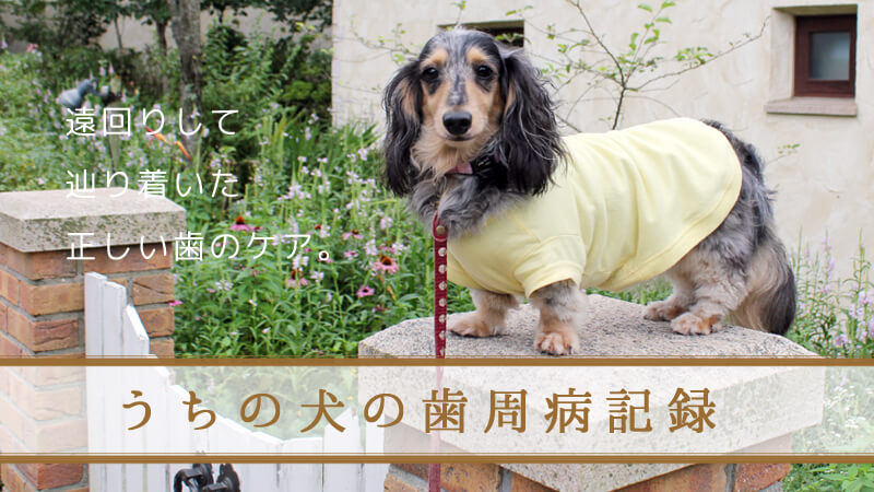 犬の歯周病記録ブログ うちのわんこ手帖