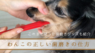 犬　歯磨き